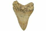 Fossil Megalodon Tooth - North Carolina #328877-1